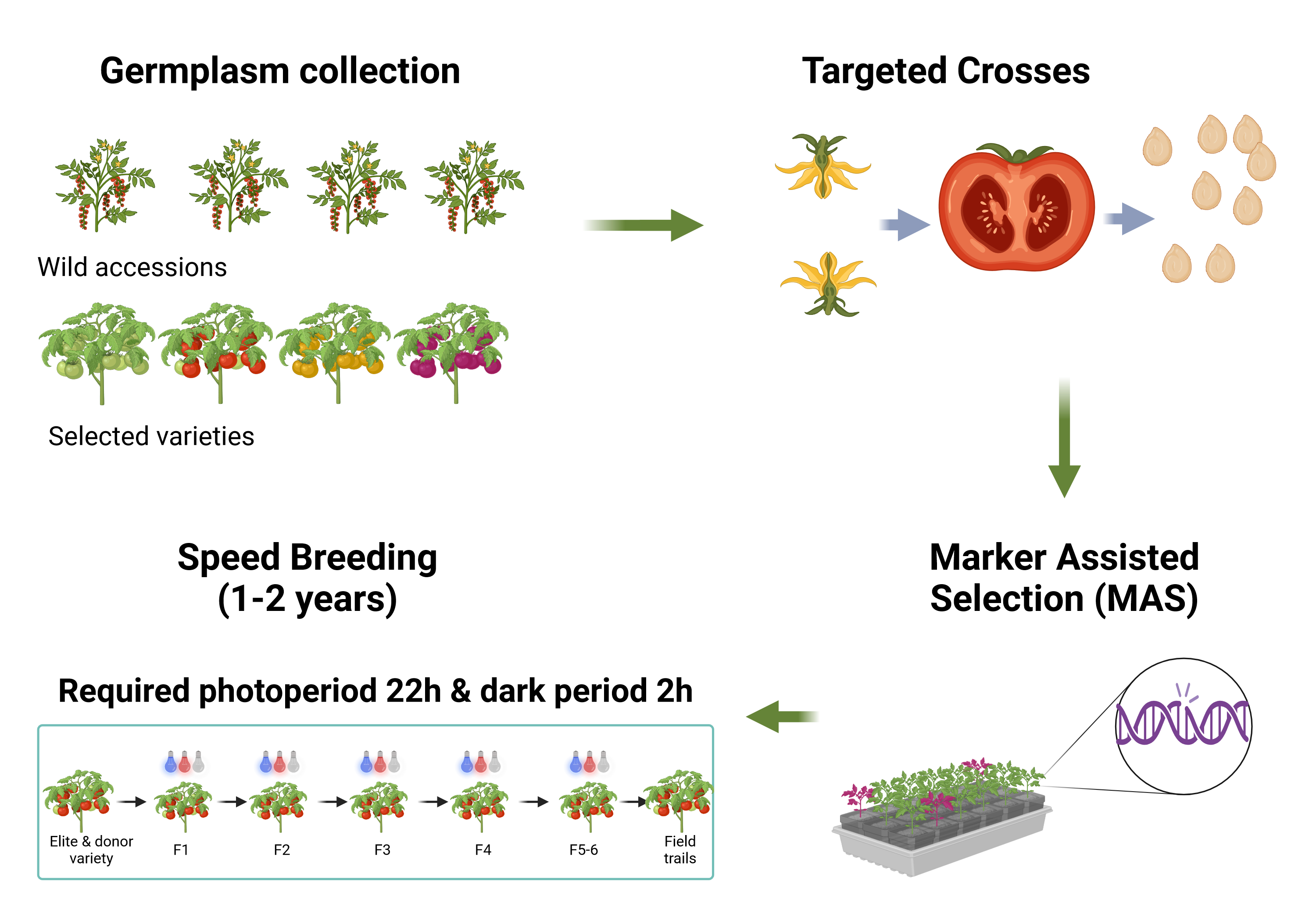 The approach of the Anthea project to the creation of new varieties for the Vertical Farming